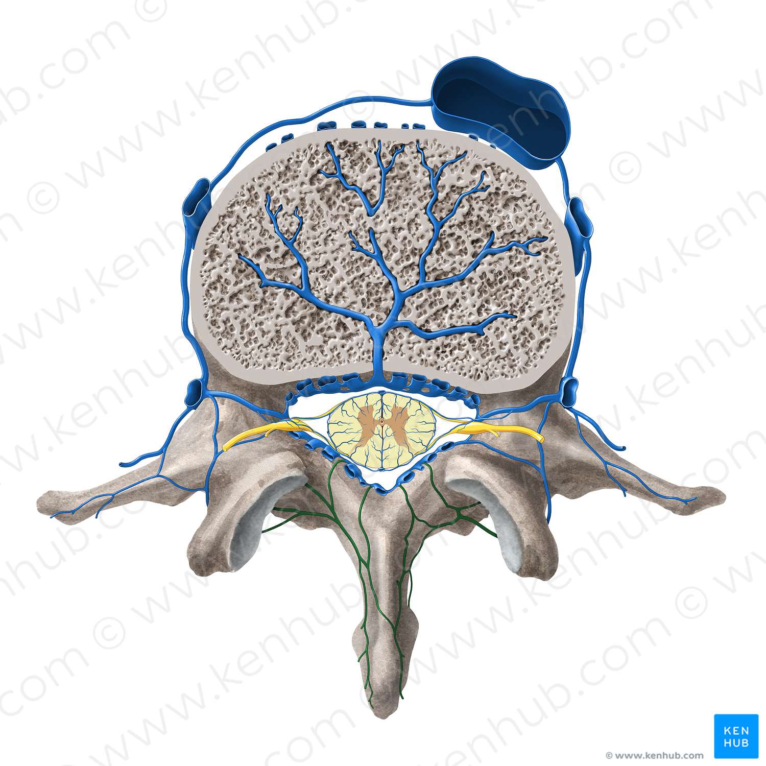 Posterior external vertebral venous plexus (#8081)