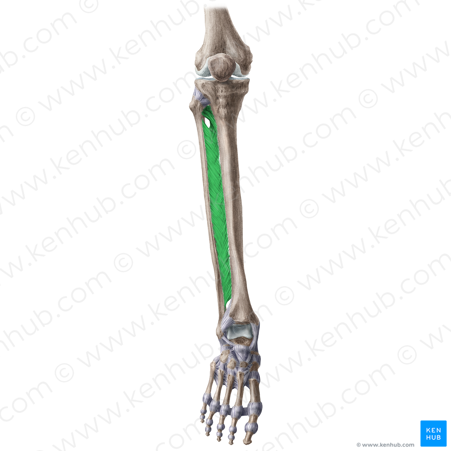 Interosseous membrane of leg (#5041)