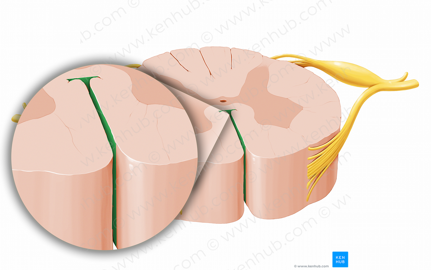 Anterior median fissure of spinal cord (#12026)