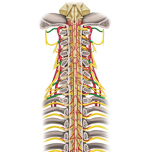Spinal nerves C1-C8 (#6199)