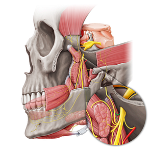 Nerve to medial pterygoid muscle (#20457)