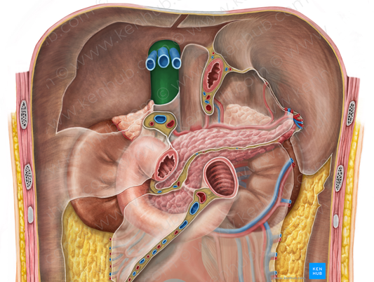 Inferior vena cava (#10038)