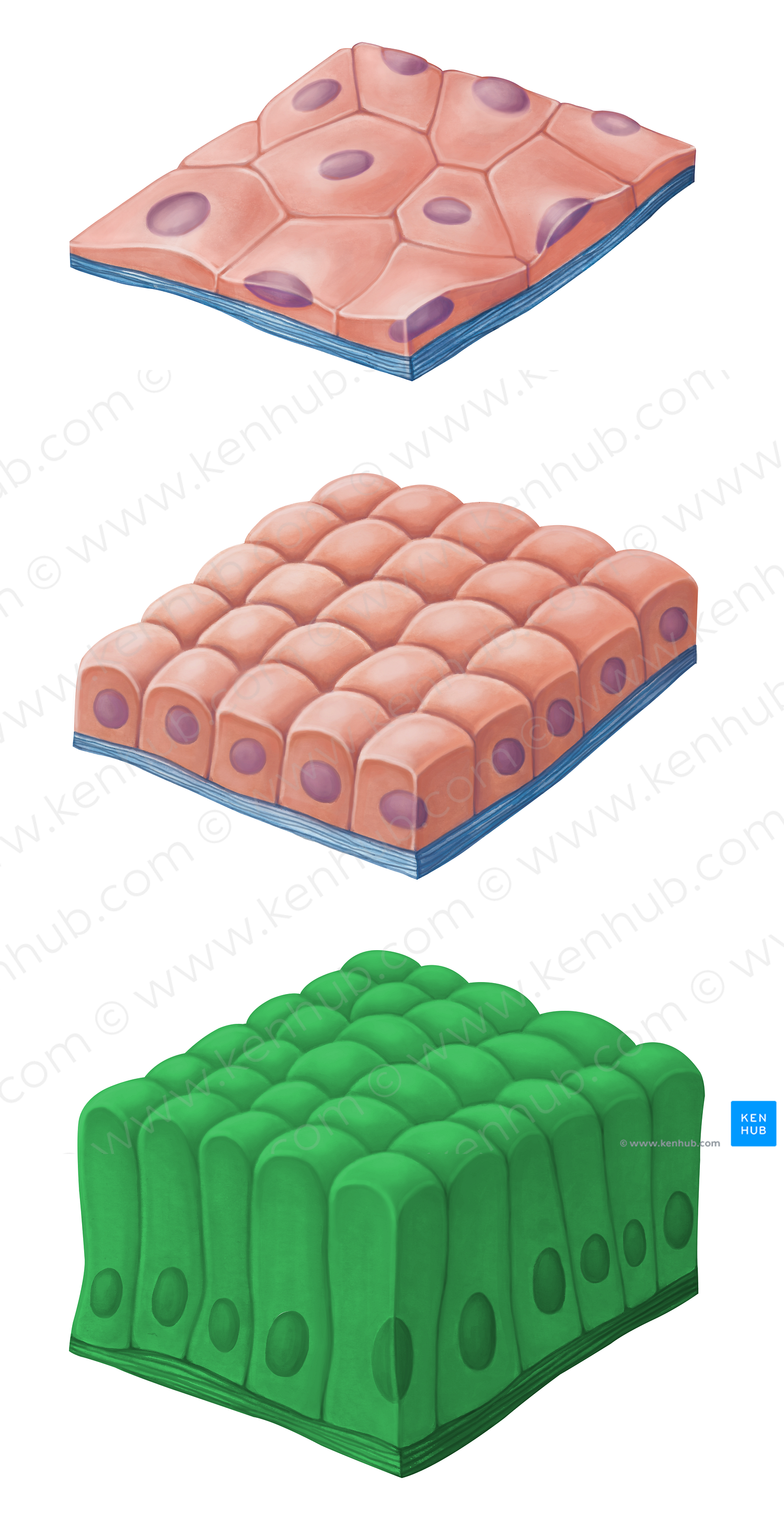 Simple columnar epithelium (#14466)