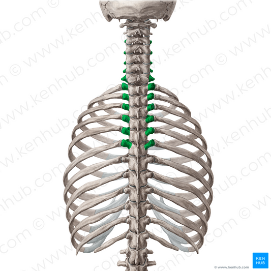 Transverse processes of vertebrae C3-T6 (#11595)