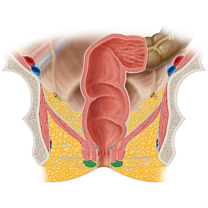 Subcutaneous part of external anal sphincter (#20520)