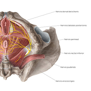 Nerves of the female perineum (Spanish)