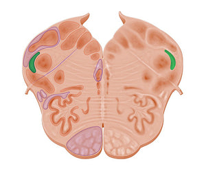 Spinal tract of trigeminal nerve (#12855)