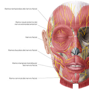 Nerves of face and scalp (Anterior view: superficial) (Spanish)