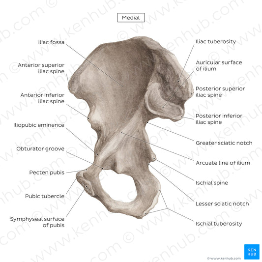 Hip bone (medial view) (English)