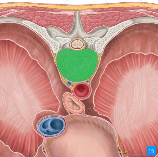 Intervertebral discs T7-T8 (#3276)