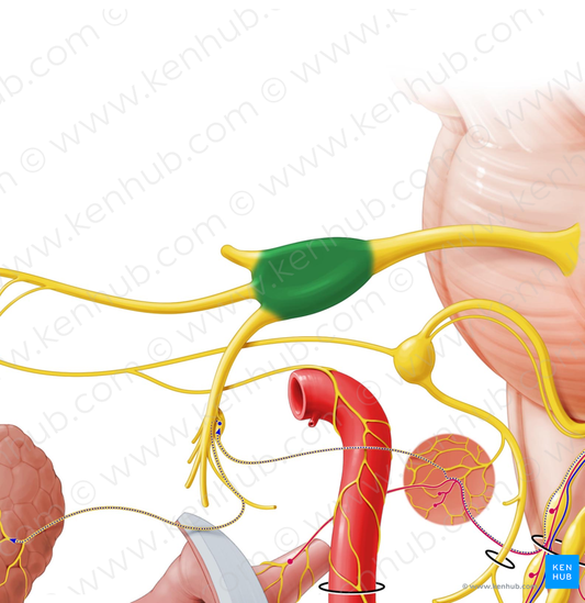 Trigeminal ganglion (#4040)