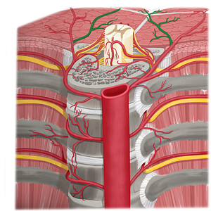 Medial dorsal cutaneous branch of posterior intercostal artery (#8655)