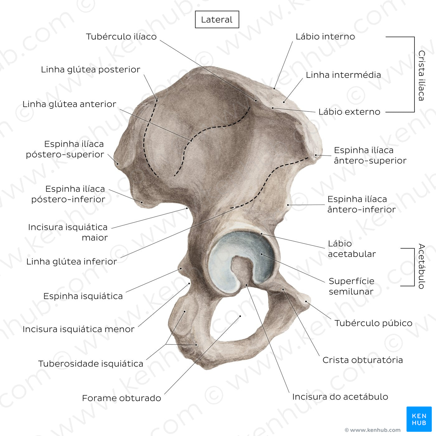 Hip bone (lateral view) (Portuguese)