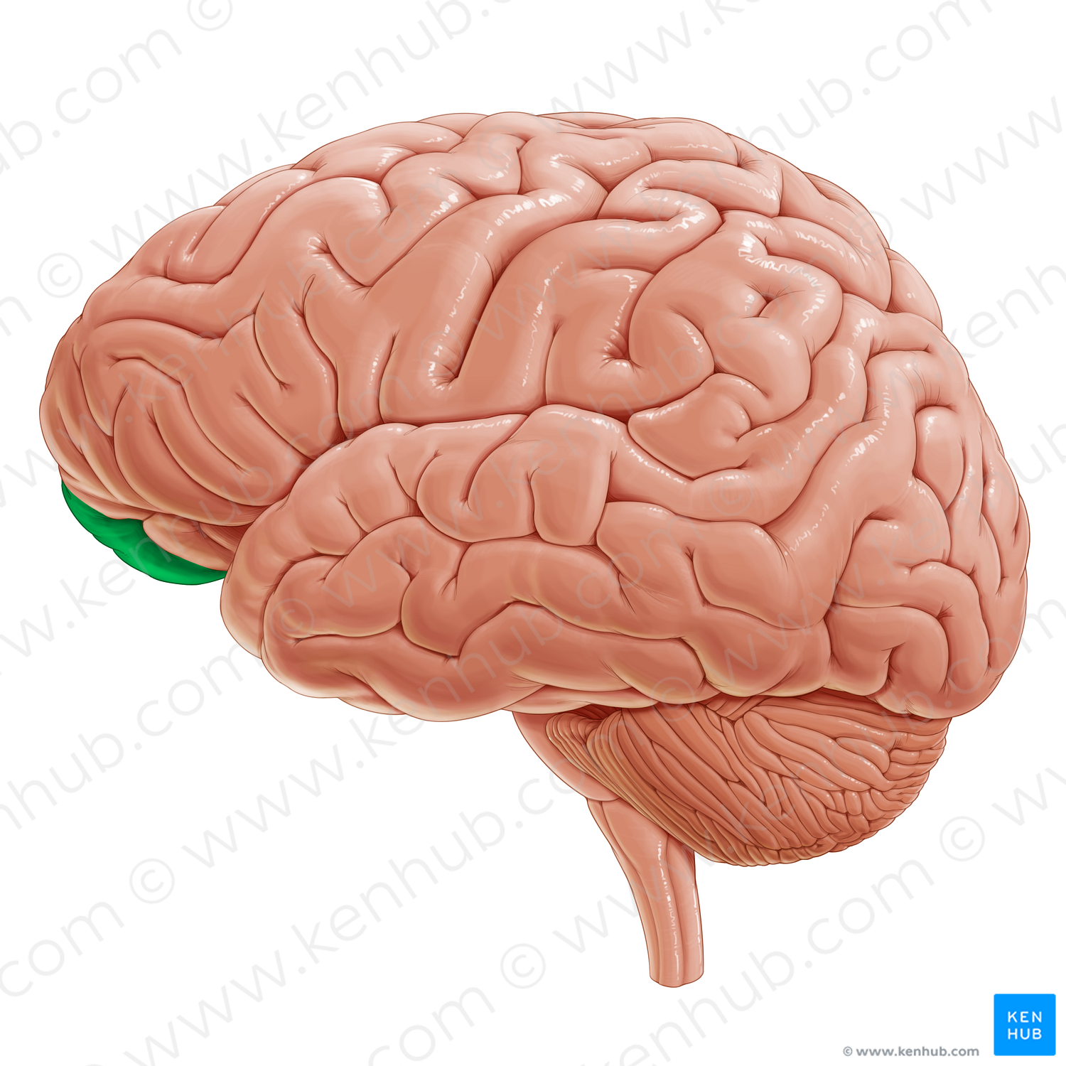 Orbitofrontal cortex (#20335)