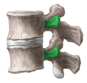 Transverse process of lumbar vertebra (#8205)
