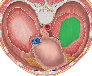 Left central tendon of diaphragm (#2559)