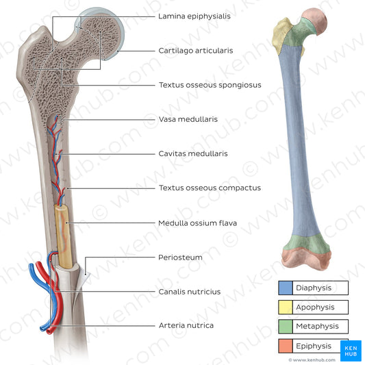 Femur cross section (Latin)