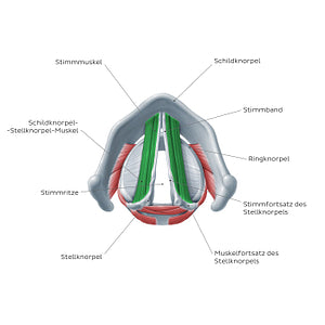 Larynx: action of vocalis and thryoarytenoid muscles (German)