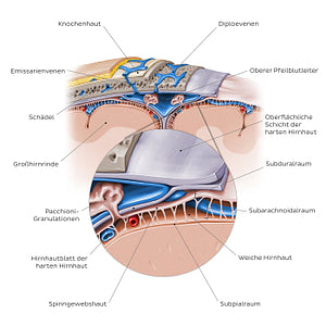Meninges of the brain (coronal section) (German)