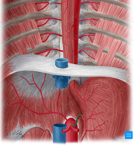 Left gastric artery (#1272)