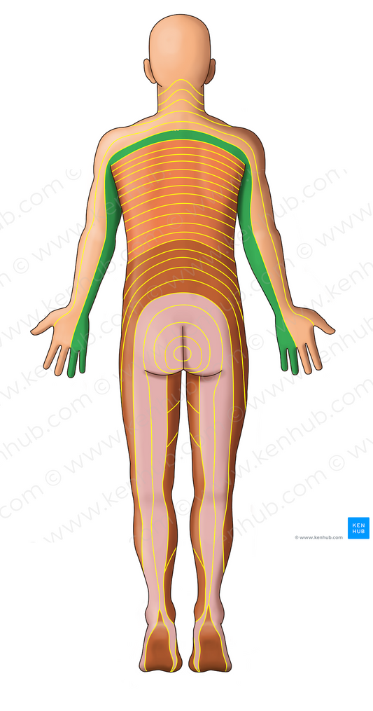 C8 dermatome (#13037)