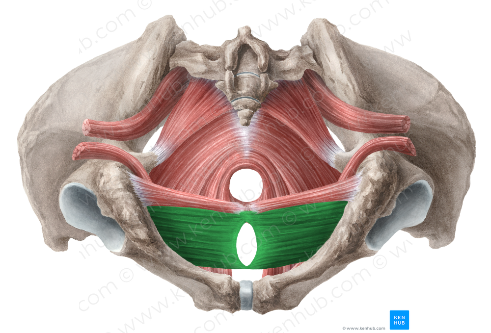 Deep transverse perineal muscle (female) (#6121)
