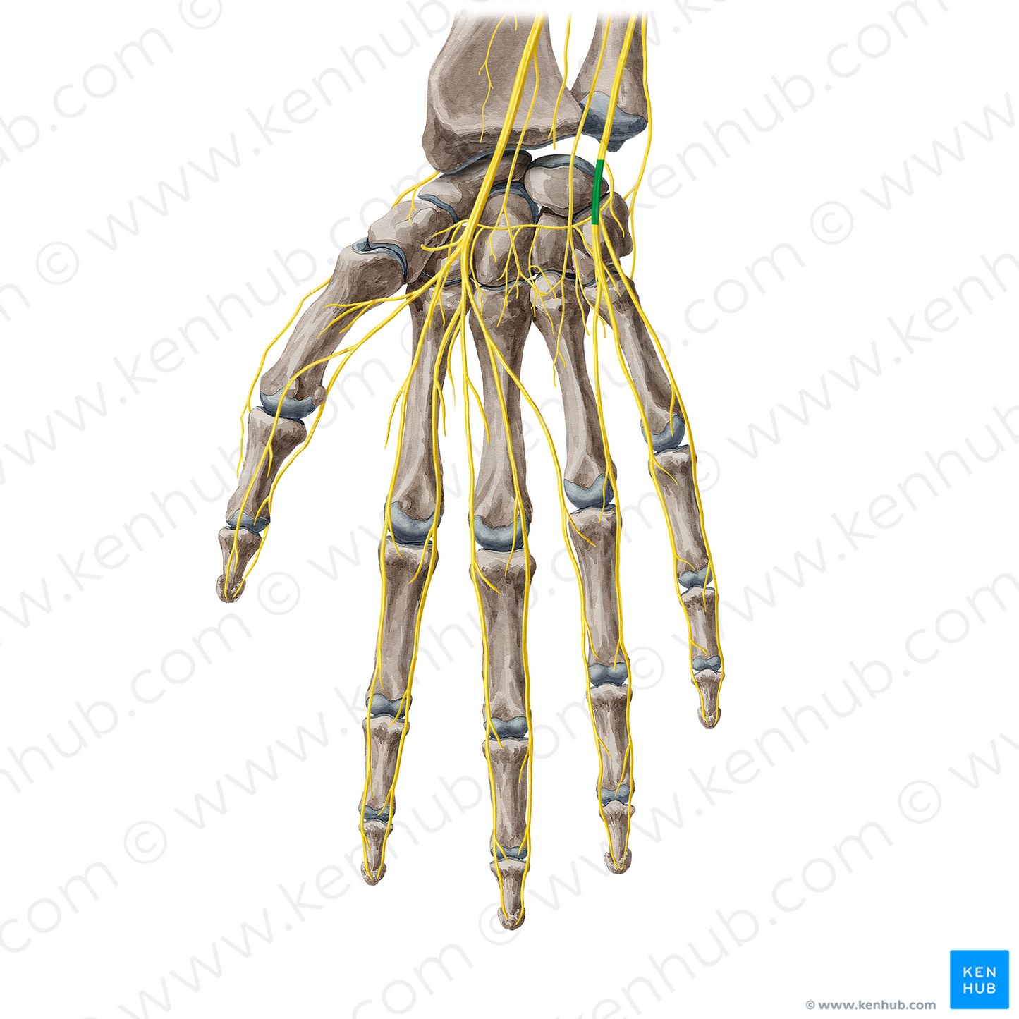 Superficial branch of ulnar nerve (#8809)