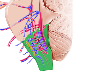 Medulla oblongata (#5005)