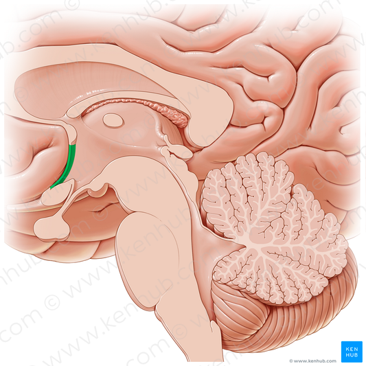 Vascular organ of lamina terminalis (#15822)