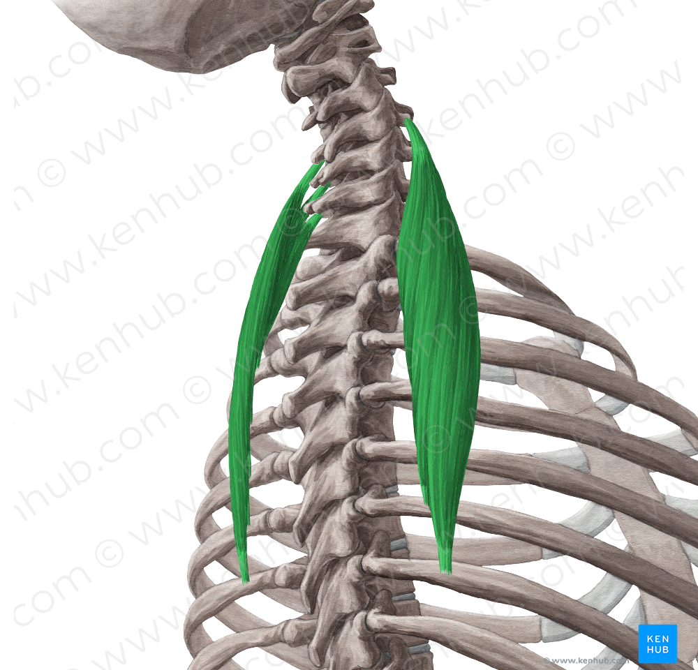 Iliocostalis cervicis muscle (#5458)