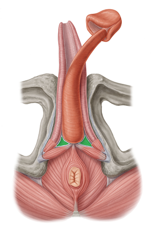 Perineal membrane (#5047)