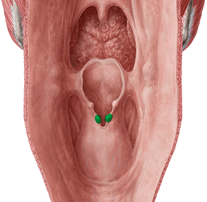 Corniculate tubercle (#9716)