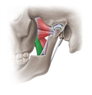 Superficial head of medial pterygoid muscle (#18876)