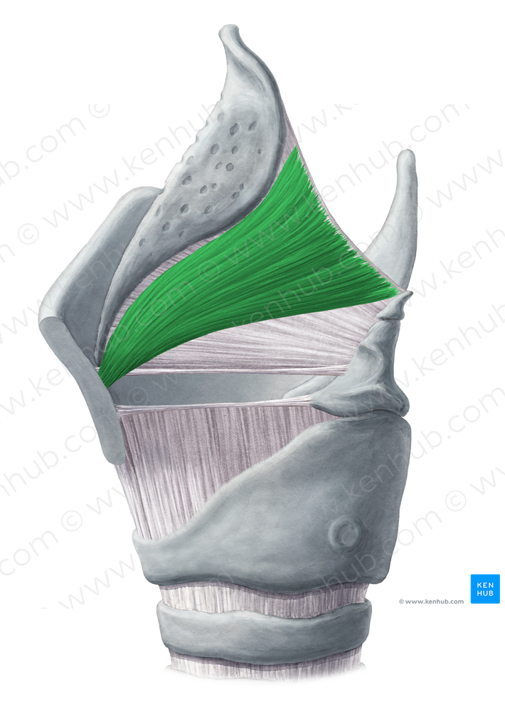 Thyroepiglottic muscle (#6092)