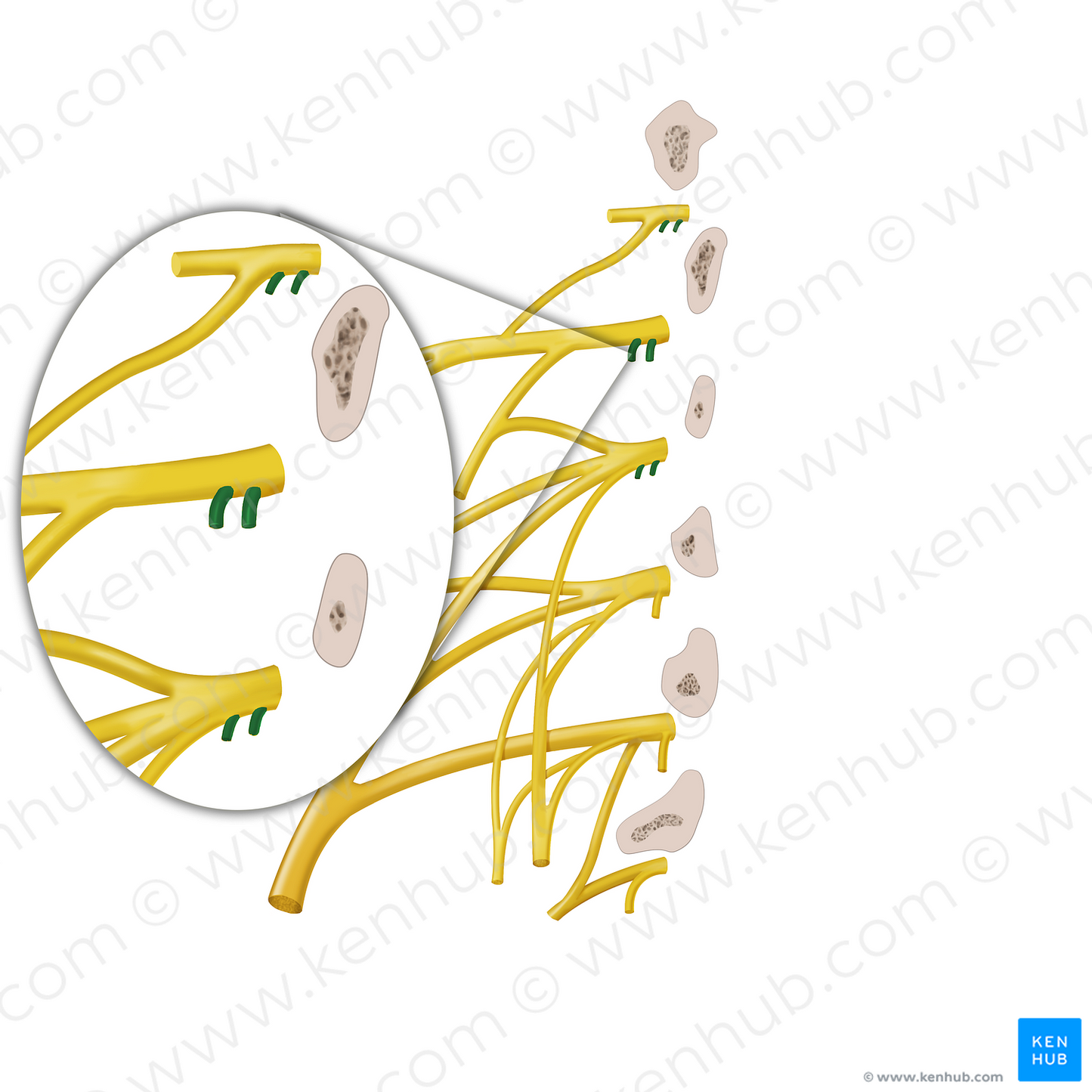 White and grey rami communicantes of spinal nerve (#12878)