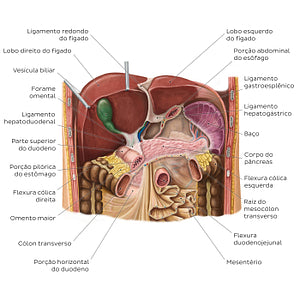 Liver in situ (Portuguese)