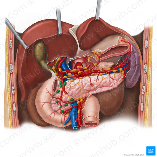 Pancreaticoduodenal lymph nodes (#7072)