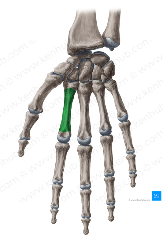 Body of 2nd metacarpal bone (#2974)