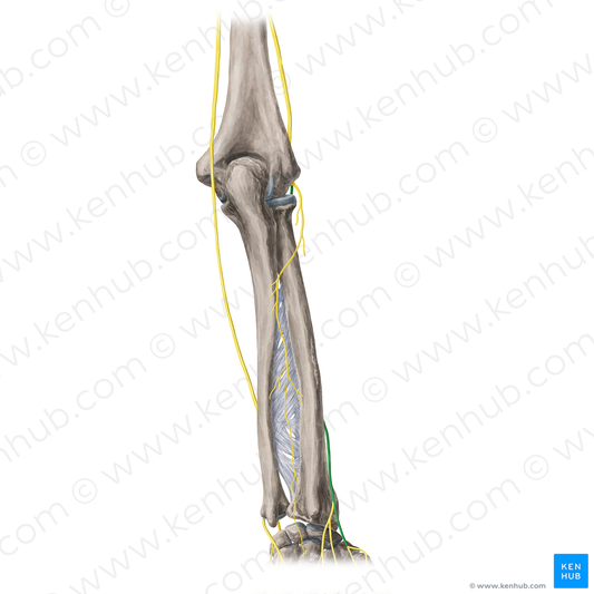 Superficial branch of radial nerve (#8807)