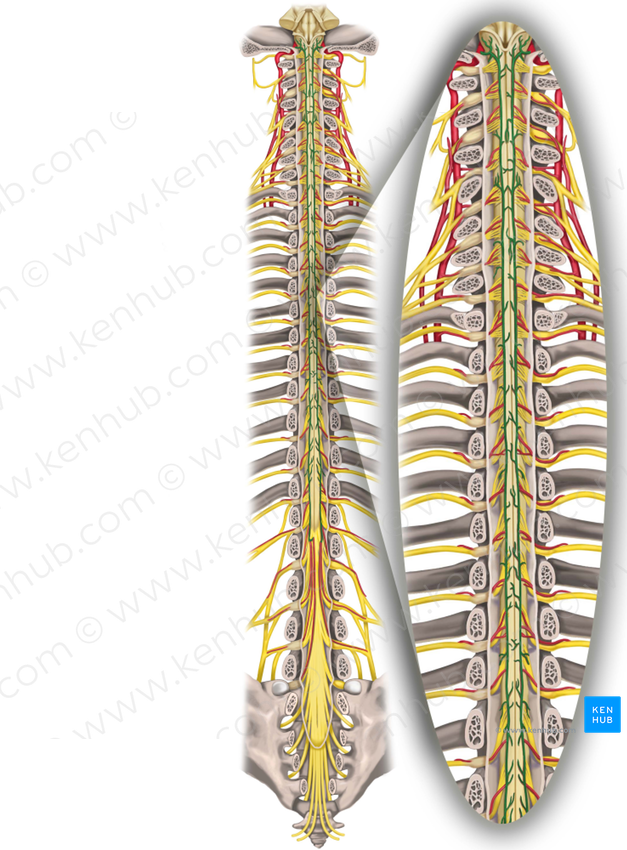 Posterior spinal arteries (#1214)