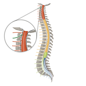 Spinal nerve C2 (#16087)