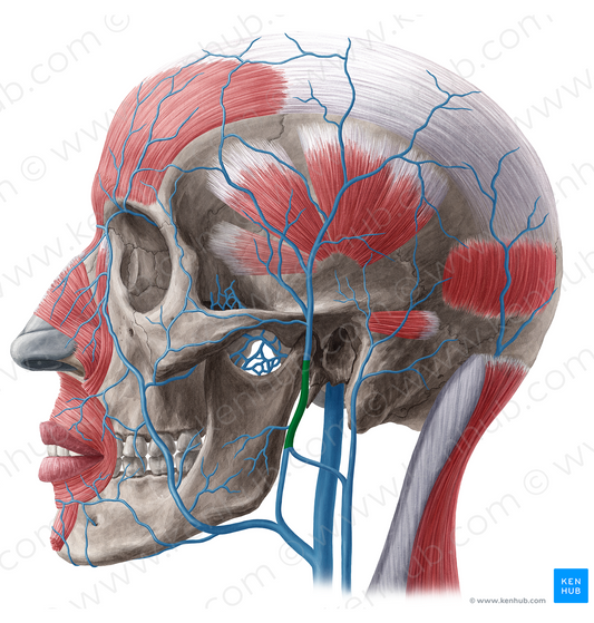 Retromandibular vein (#20170)