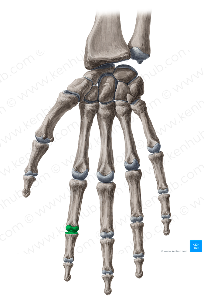 Proximal interphalangeal joint of 2nd finger (#2019)