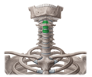 Bodies of vertebrae C2-C4 (#3013)