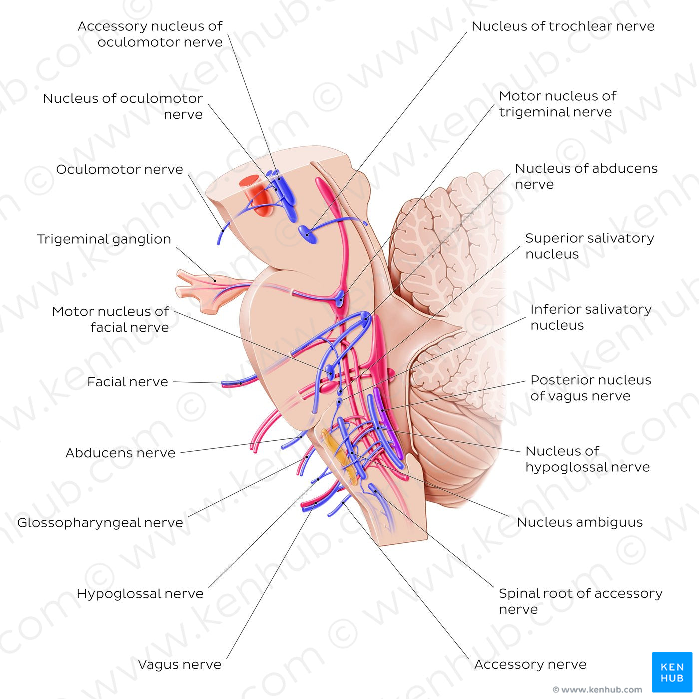 Cranial nerve nuclei - sagittal view (efferent) (English)