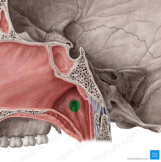 Pharyngeal opening of auditory tube (#7546)