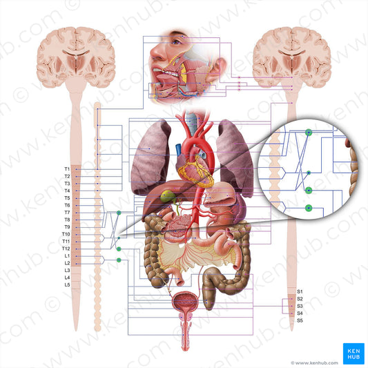 Prevertebral ganglia (#18626)