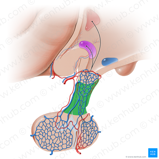 Infundibulum of pituitary gland (#16222)