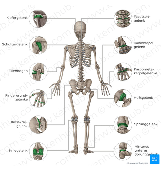 Main joints - posterior (German)