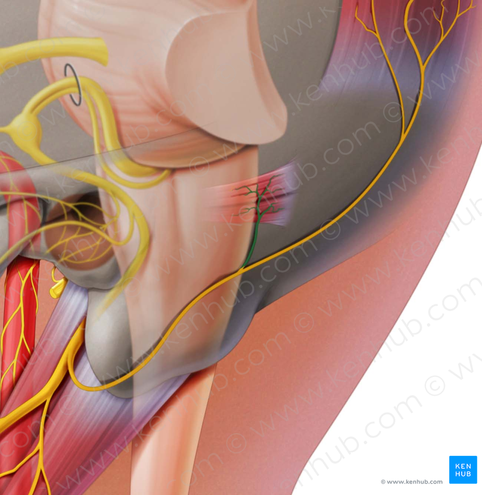 Auricular branch of posterior auricular nerve (#8605)